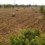 Il Mirto E La Rosa